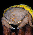 Sponge Crab (Dromia dormia or Lauridromia dehaani)