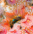 Acorn barnacle (Megabalanus californicus)