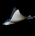 Spotted Eagle Ray (Aetobatus narinari)