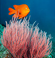 California Garibaldi (Hypsypops rubicundus)
