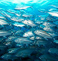 Bigeye Trevally (Caranx sexfasciatus)