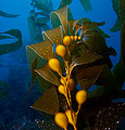 Giant Kelp (Macrocystis pyrifera)