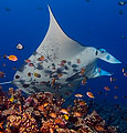 Giant Manta (Manta birostris)