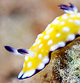 Chromodoris vibrata nudibranch