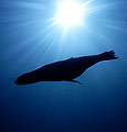 California Sea Lion (Zalophus californianus)
