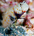 Spotted Shrimpgoby (Amblyeleotris guttata) with Alpheus djeddensis or A. djiboutensis commensal shrimp