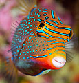 Papuan Toby (Canthigaster papua)